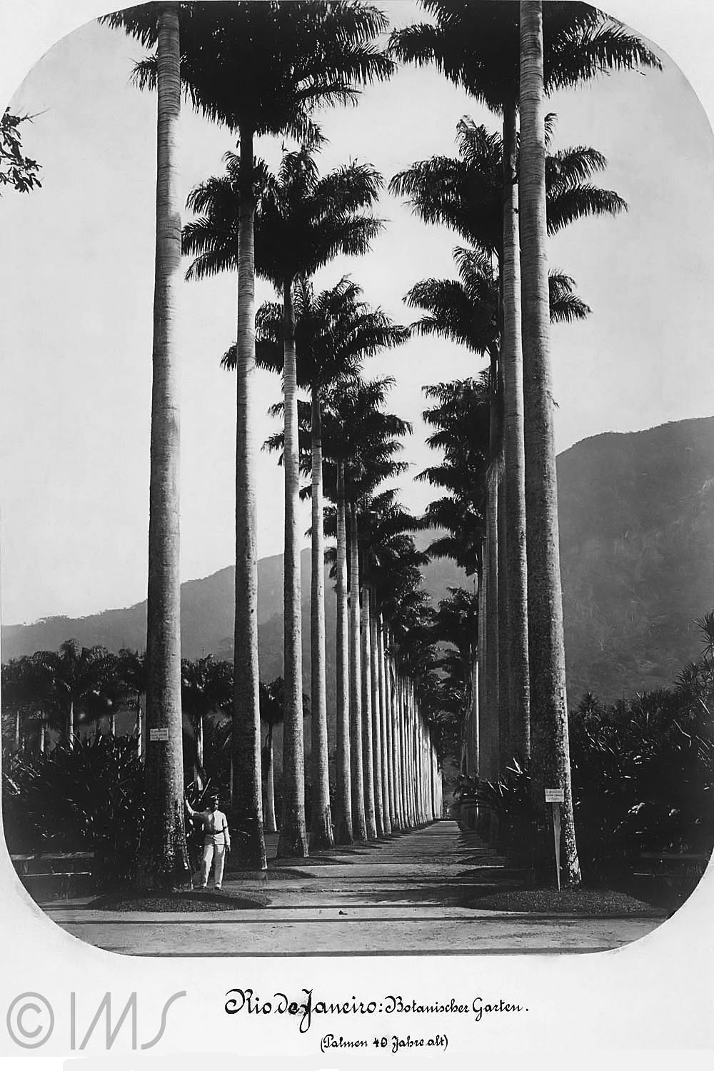 Rio: Jardim Botânico, aléia principal